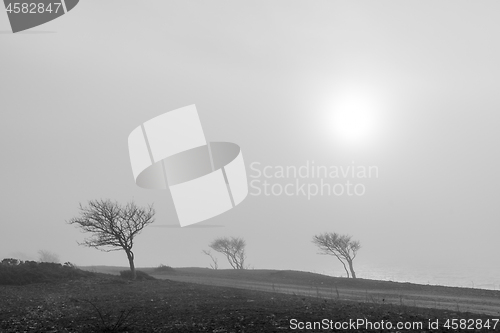 Image of Windblown trees in the mist by a gravel road