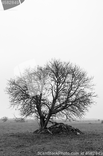 Image of Lone bare tree in black and white