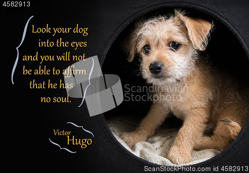 Image of Cute brown puppy illustrating Victor Hugo quotation