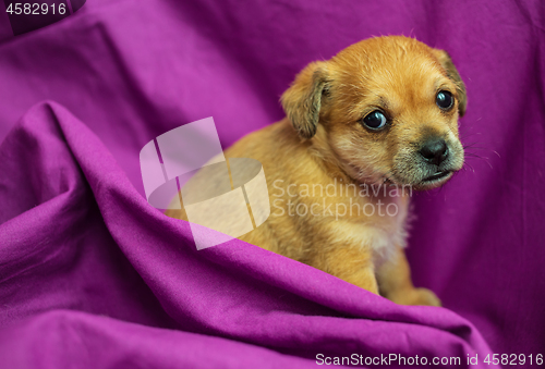 Image of Cute mixed-breed puppy in purple fabric