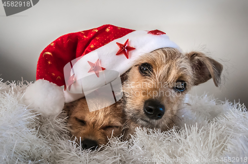 Image of Puppies playing under red christmas hat