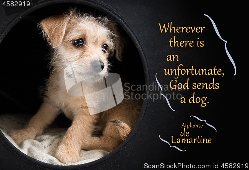 Image of Cute brown puppy illustrating Lamartine quotation