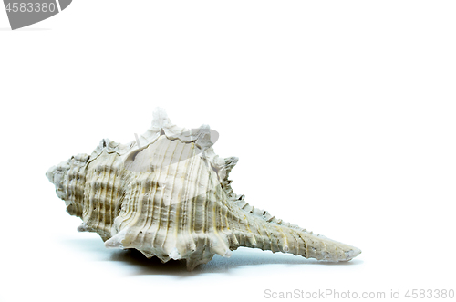 Image of Sea shell isolated on white