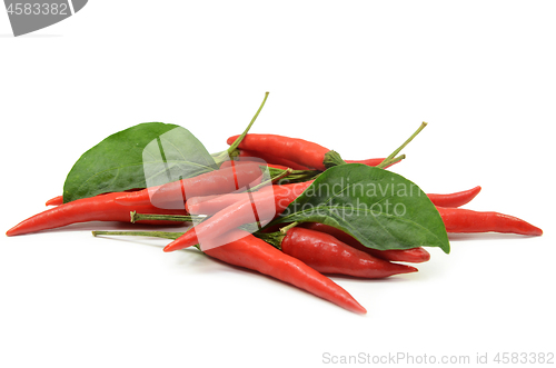 Image of Red hot chilli pepper isolated