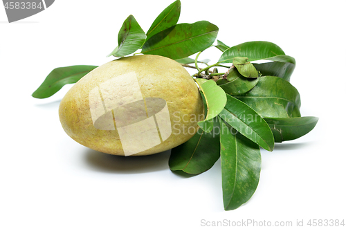 Image of Fresh sapodilla tropical fruit 