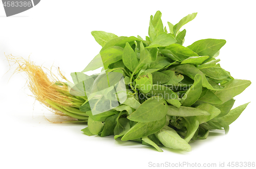 Image of Fresh Chinese spinach isolated