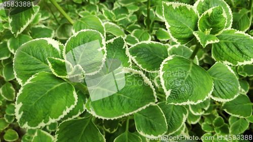 Image of Fresh variegated Indian borage plant
