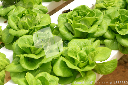 Image of Lettuce vegetable growing in hydroponic farm