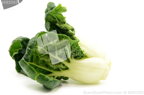 Image of Milk cabbage bok choy