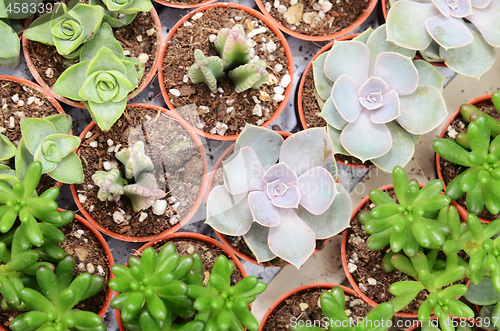 Image of Closeup of cactus and succulent plants