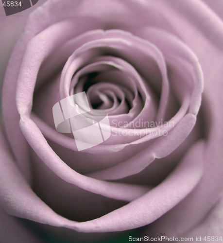 Image of romantic rose