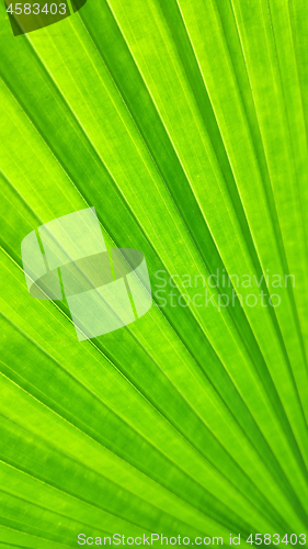 Image of Green leaf of elephant fern plant