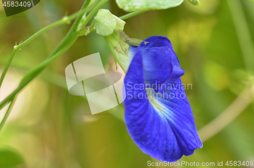 Image of Beautiful fresh blue pea flower 
