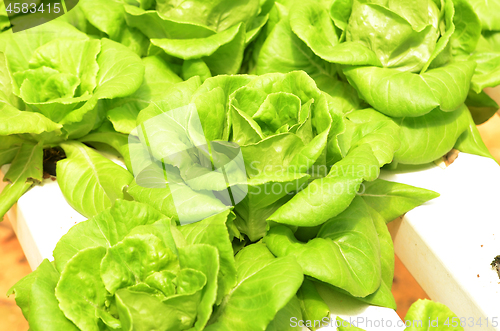 Image of Lettuce vegetable growing in hydroponic farm