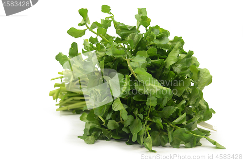 Image of Freshly picked organic watercress