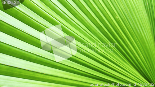 Image of Green leaf of elephant fern plant