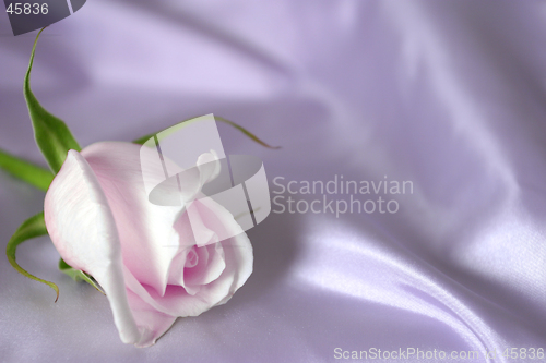 Image of rose on satin