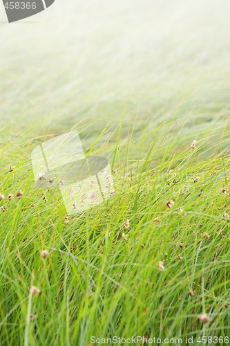 Image of Grass background