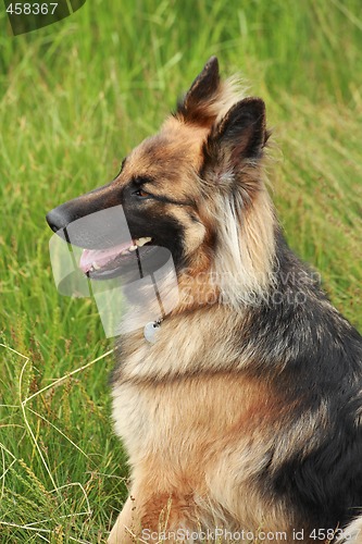 Image of German shepherd