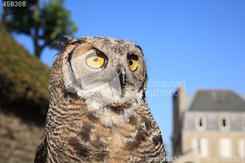 Image of Great Horned Owl