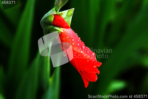 Image of Beautiful red flower