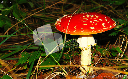 Image of Red fungus