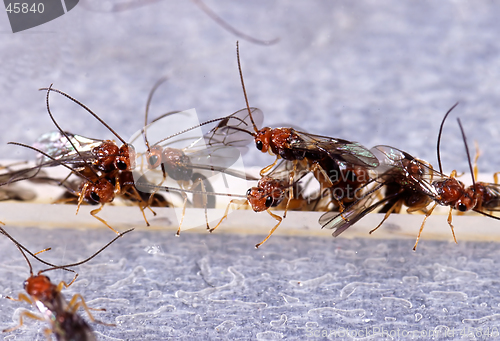 Image of Wasps