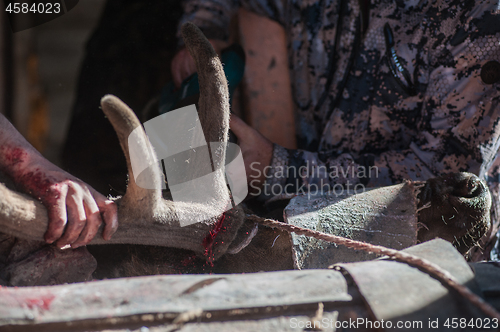 Image of Cutting antlers of Altaic stag maral