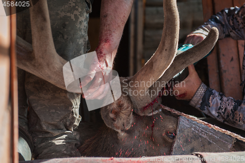 Image of Cutting antlers of Altaic stag maral