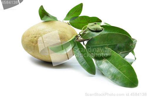 Image of Fresh sapodilla tropical fruit