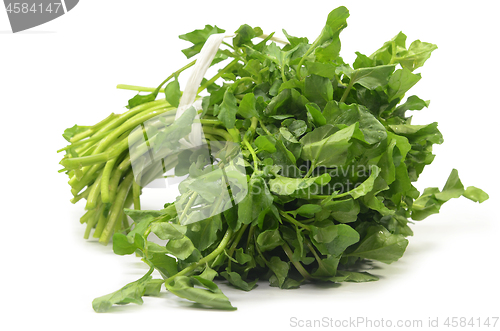 Image of Freshly picked organic watercress