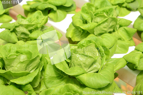 Image of Lettuce vegetable growing in hydroponic farm