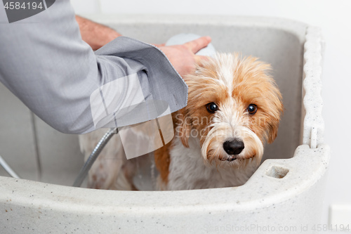 Image of bathing a cute dog