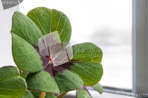 Image of Image of lucky clover in a flowerpot