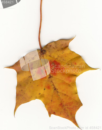 Image of autumnal leaf