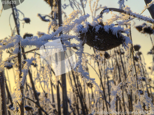 Image of Frost