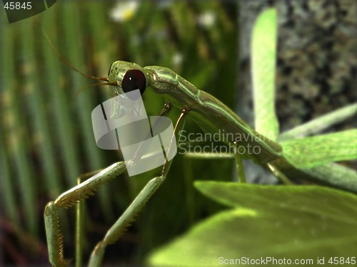 Image of Stick Insect