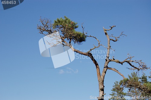 Image of Pine tree