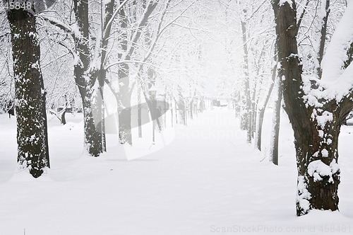 Image of Lane in winter park