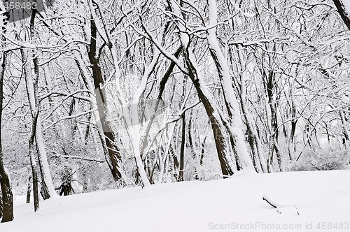 Image of Winter park landscape