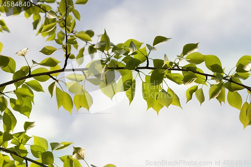 Image of Green leaves background