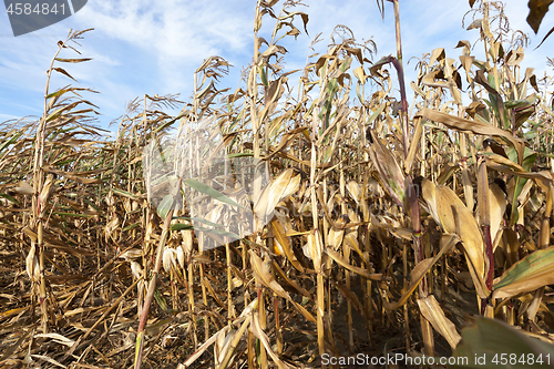 Image of dry corn stalks