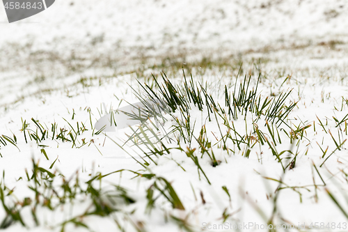 Image of snow-covered grass closeup
