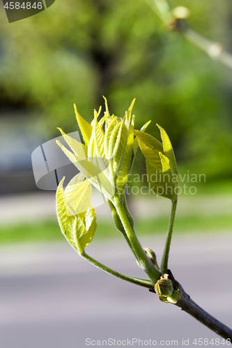 Image of green maple leaves