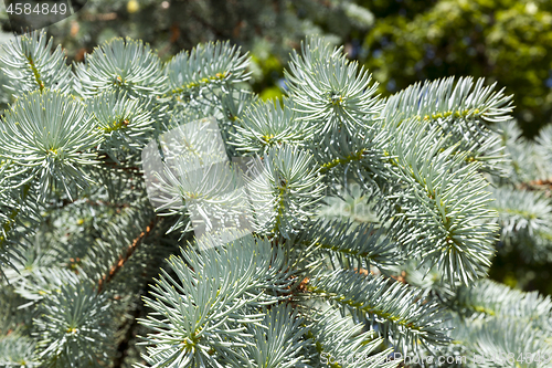 Image of needles of spruce