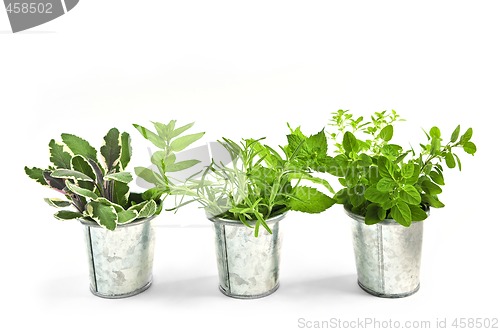 Image of Fresh herbs