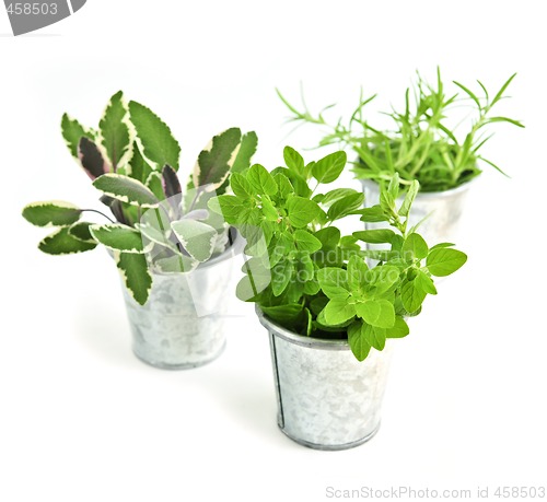 Image of Fresh herbs