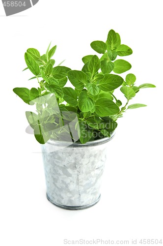Image of Fresh herbs - oregano
