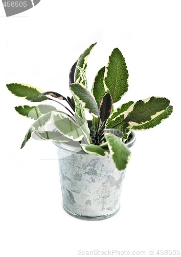 Image of Fresh herbs - sage