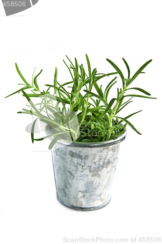 Image of Fresh herbs - rosemary